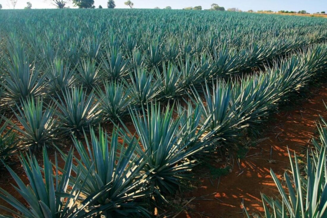 Revalorización del pulque, la bebida ancestral de Huitzilac (segunda parte)