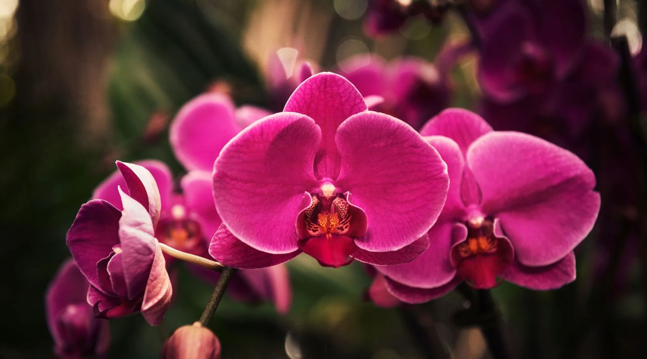 Museo de Orquídeas en Morelos