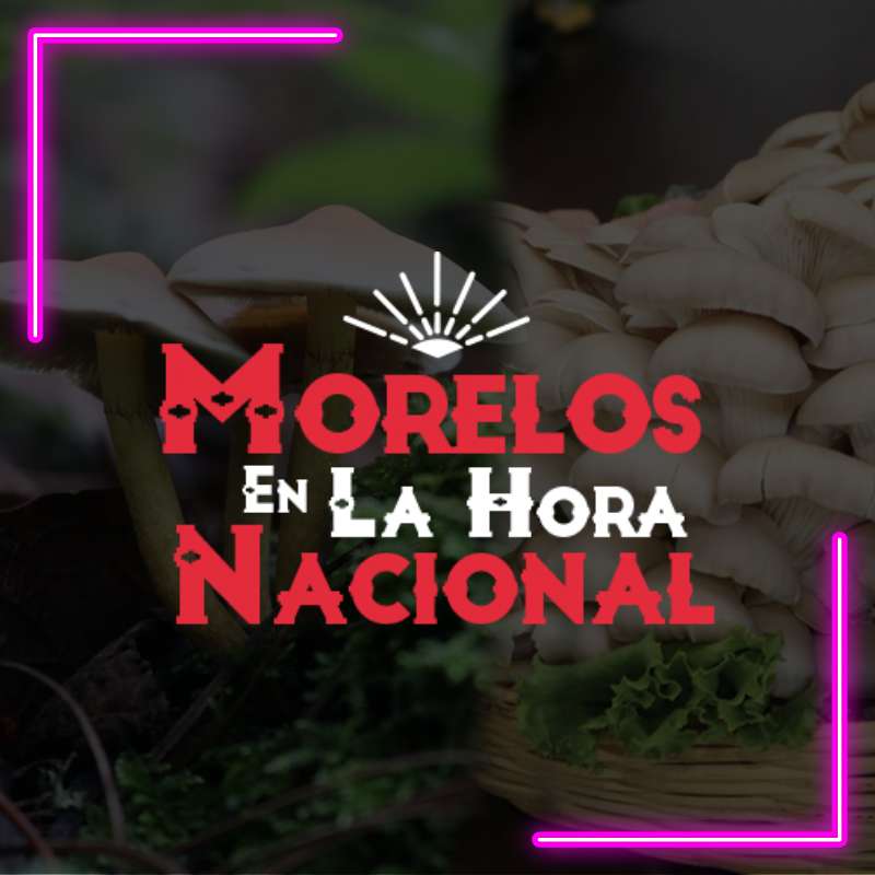 Hongos en Morelos – 01 de septiembre 2024