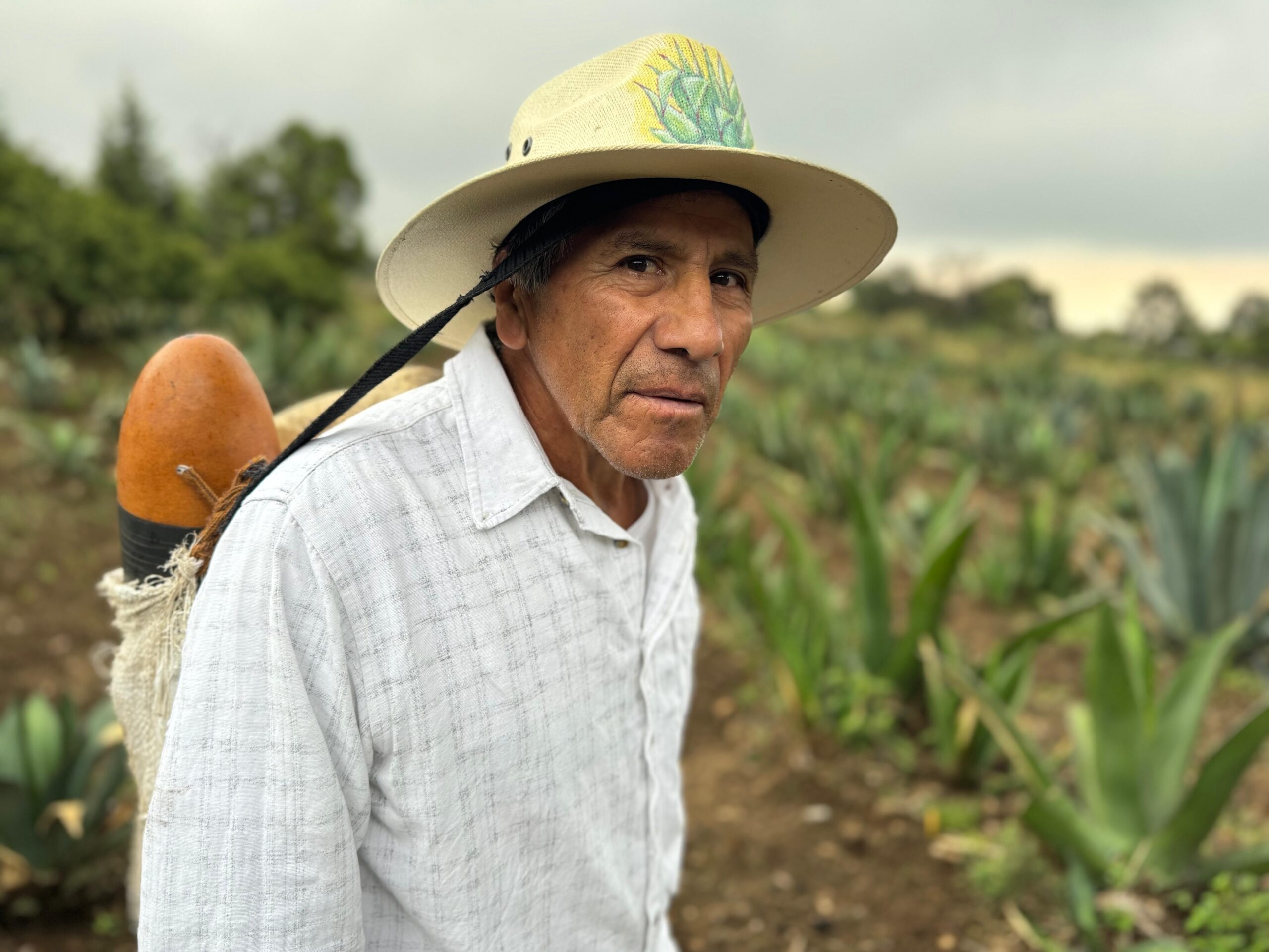 El pulque, bebida de dioses