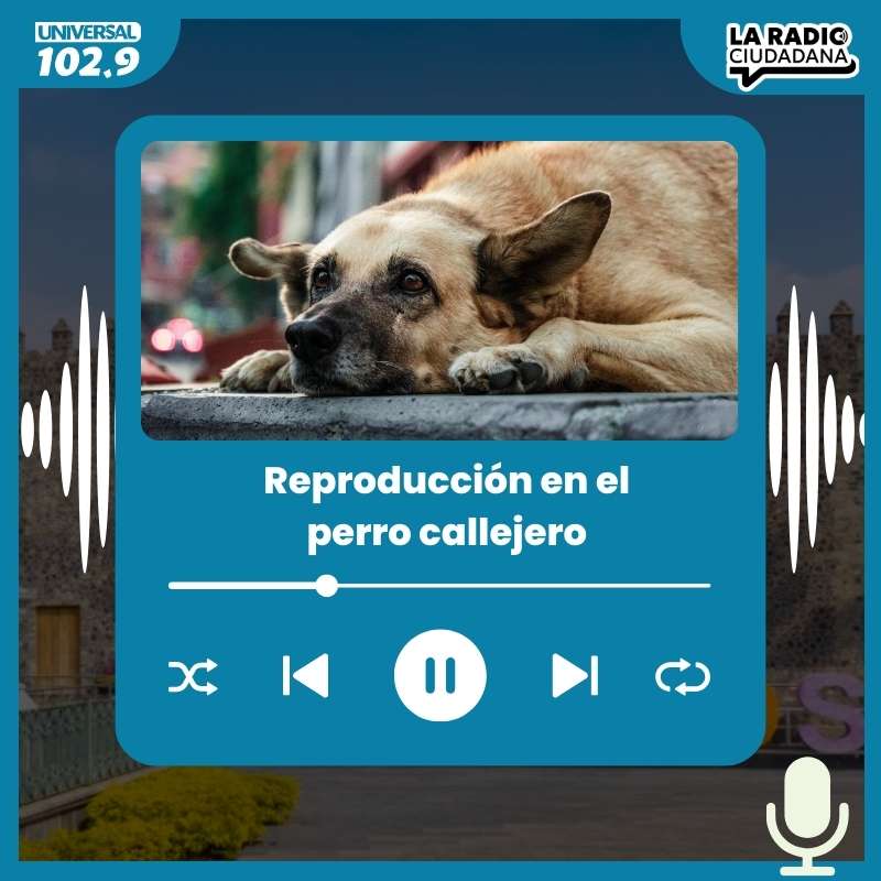 Reproducción en el perro callejero – 15 de abril del 2025