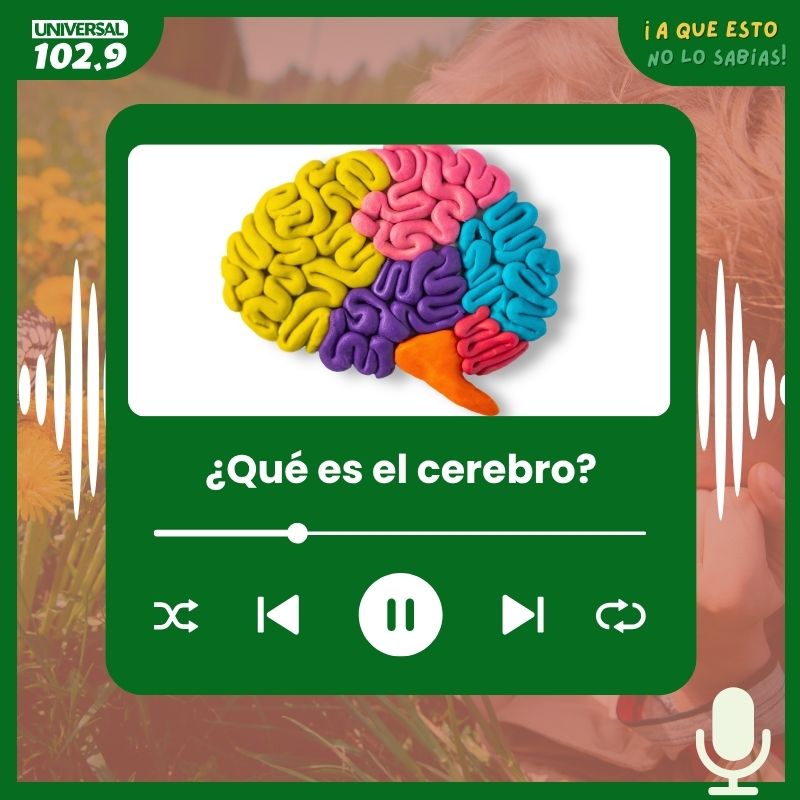 ¿Qué es el cerebro?