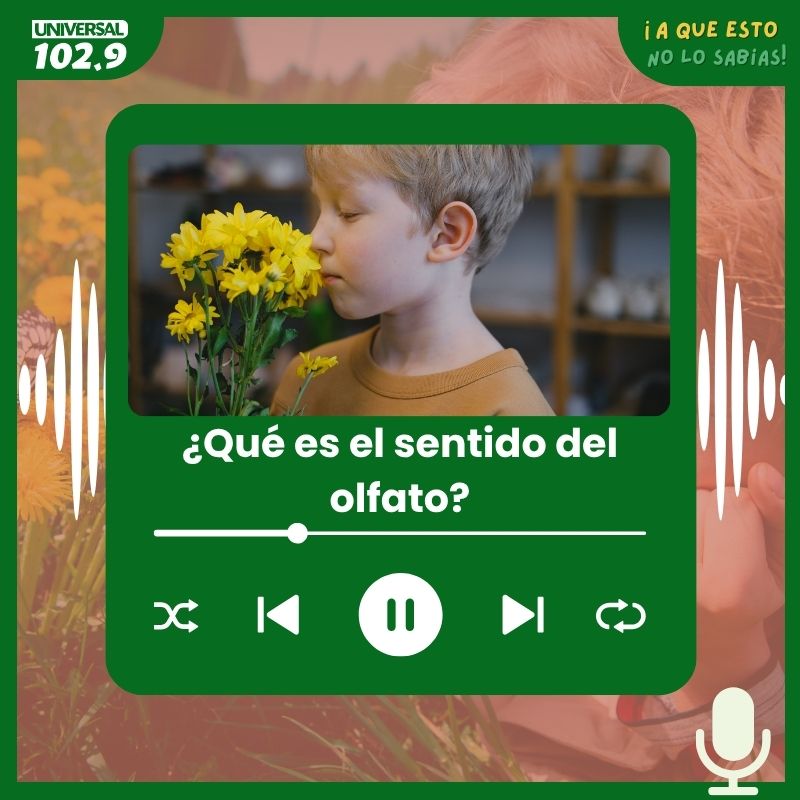 ¿Qué es el sentido del olfato?