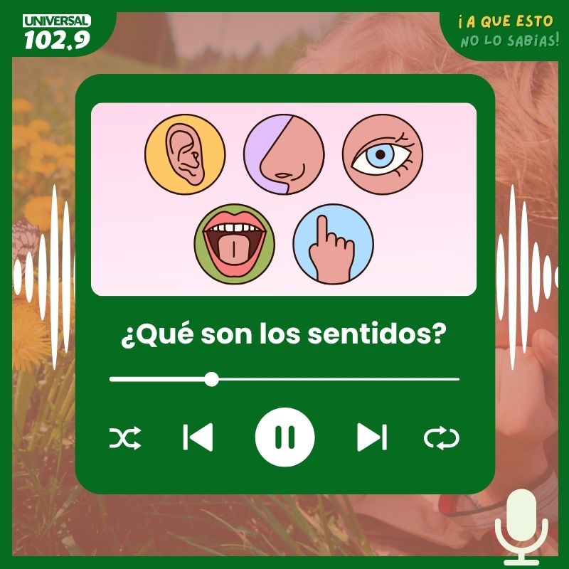 ¿Qué son los sentidos?